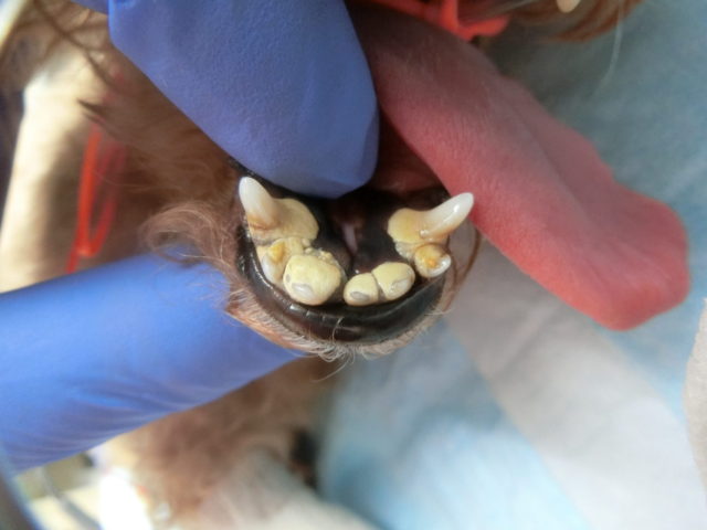 トイプードル 重度歯周病 犬や猫の歯の治療なら 海老名市のかしわだい動物病院へ